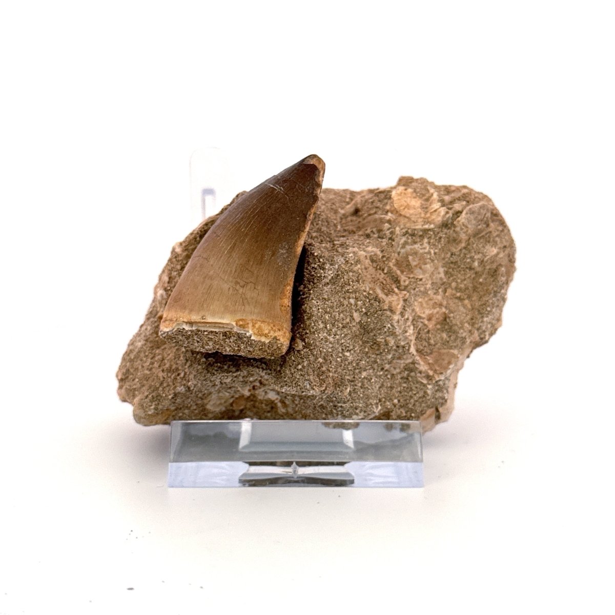 Mosasaur Tooth (1.52") on Matrix from Morocco, Late Cretaceous - FossilsAndMore