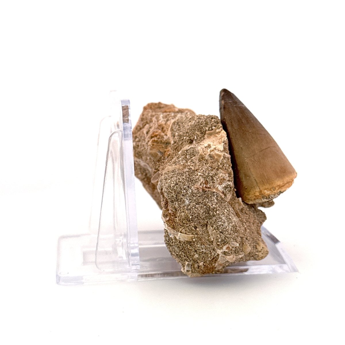 Mosasaur Tooth (1.52") on Matrix from Morocco, Late Cretaceous - FossilsAndMore