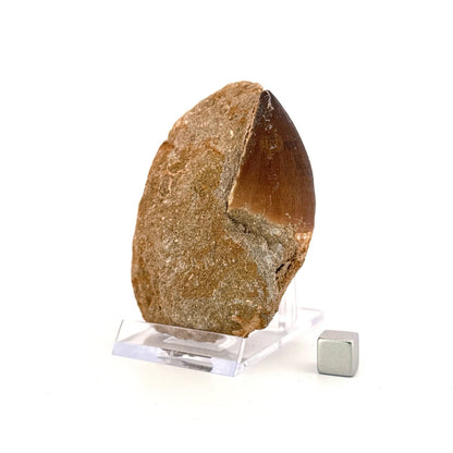 Mosasaur Tooth (1.61") on Matrix from Morocco, Late Cretaceous - FossilsAndMore