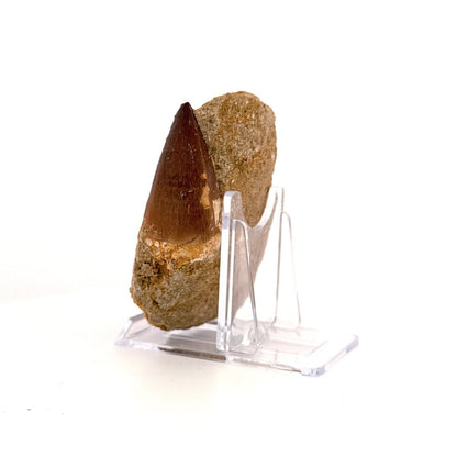 Mosasaur Tooth (1.61") on Matrix from Morocco, Late Cretaceous - FossilsAndMore