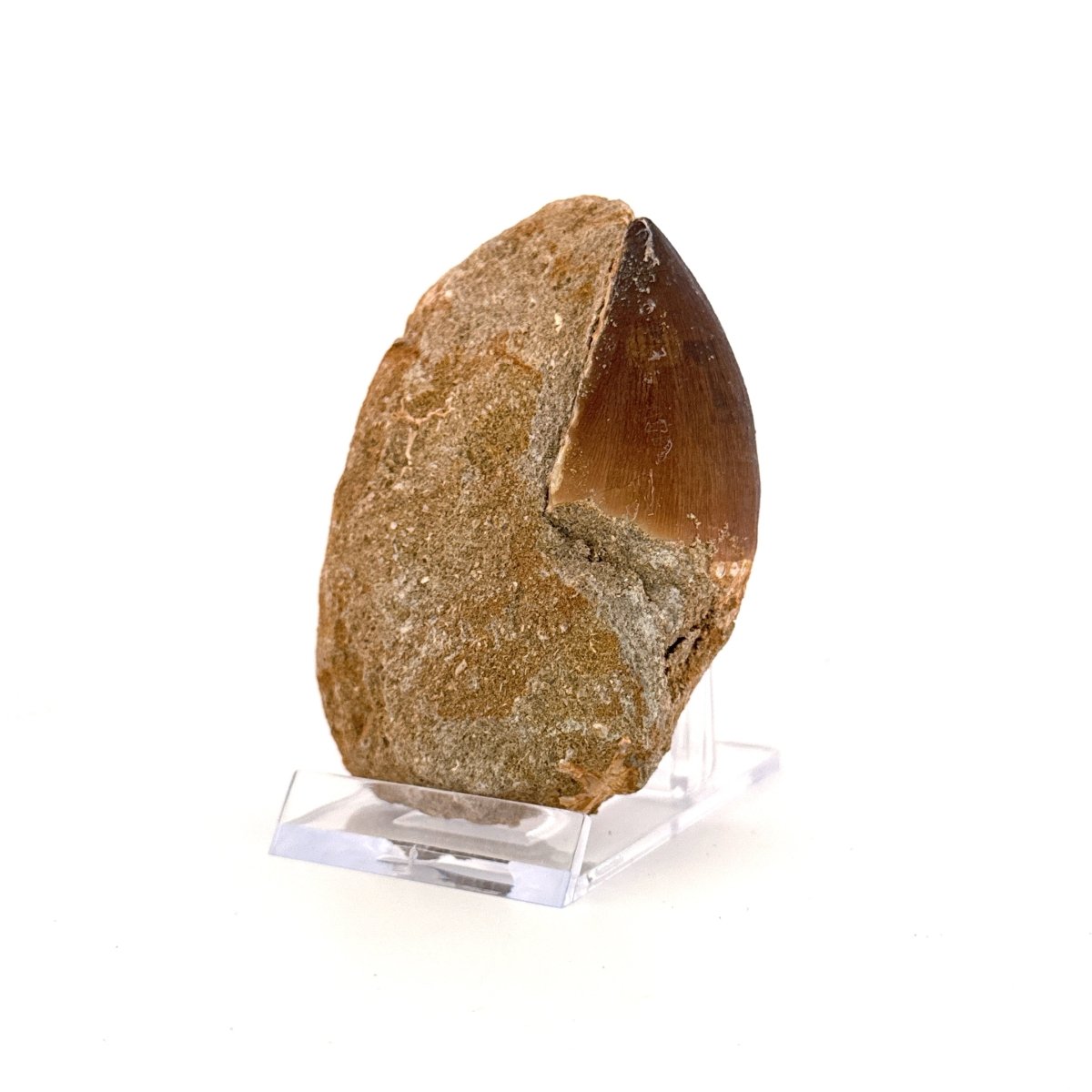 Mosasaur Tooth (1.61") on Matrix from Morocco, Late Cretaceous - FossilsAndMore