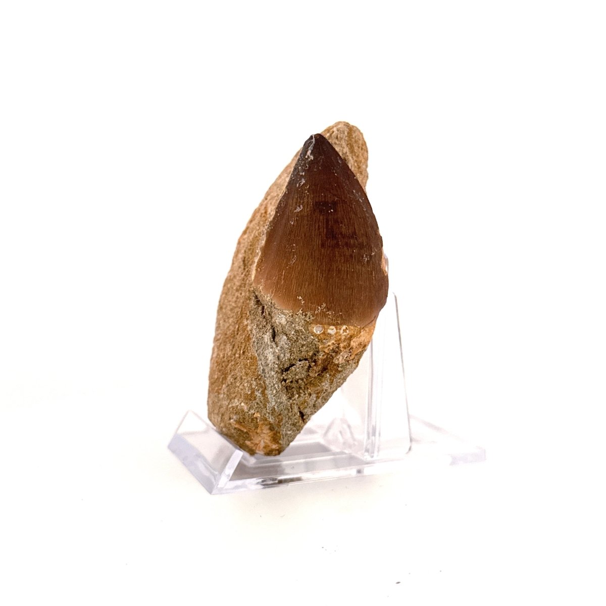 Mosasaur Tooth (1.61") on Matrix from Morocco, Late Cretaceous - FossilsAndMore