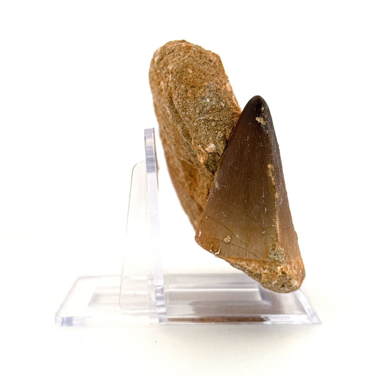 Mosasaur Tooth (1.70") on Matrix from Morocco, Late Cretaceous - FossilsAndMore