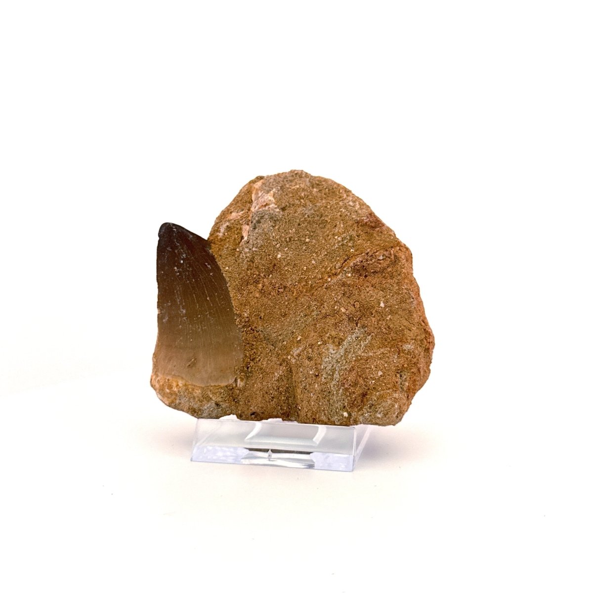 Mosasaur Tooth (1.70") on Matrix from Morocco, Late Cretaceous - FossilsAndMore