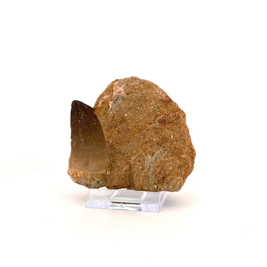 Mosasaur Tooth (1.70") on Matrix from Morocco, Late Cretaceous - FossilsAndMore