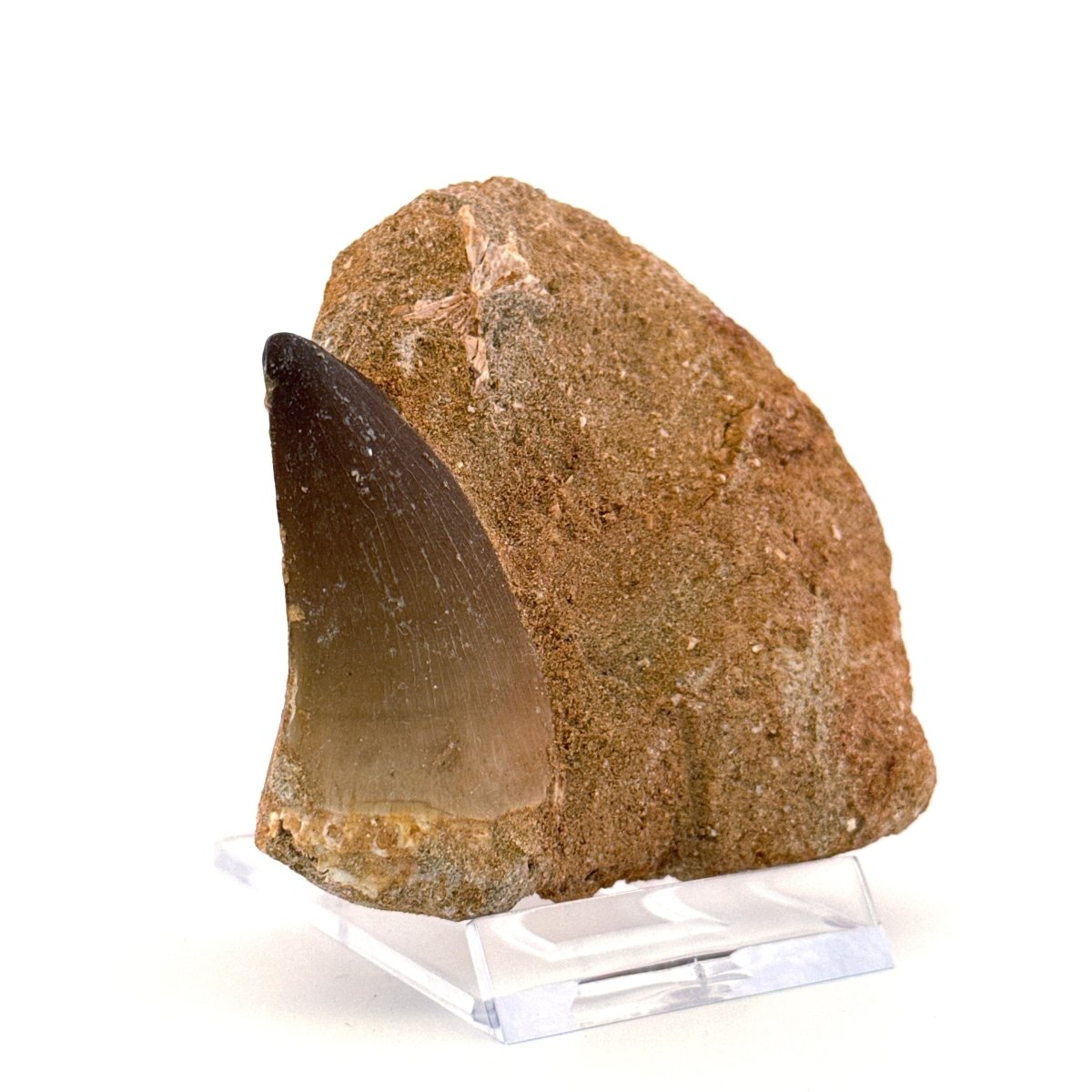 Mosasaur Tooth (1.70") on Matrix from Morocco, Late Cretaceous - FossilsAndMore