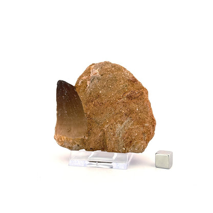Mosasaur Tooth (1.70") on Matrix from Morocco, Late Cretaceous - FossilsAndMore