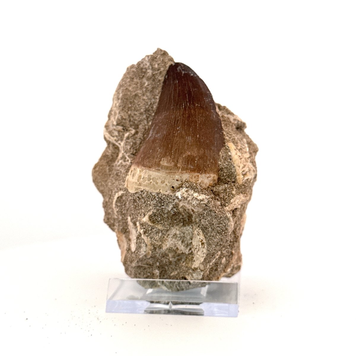 Mosasaur Tooth (1.82") on Matrix from Morocco, Late Cretaceous - FossilsAndMore
