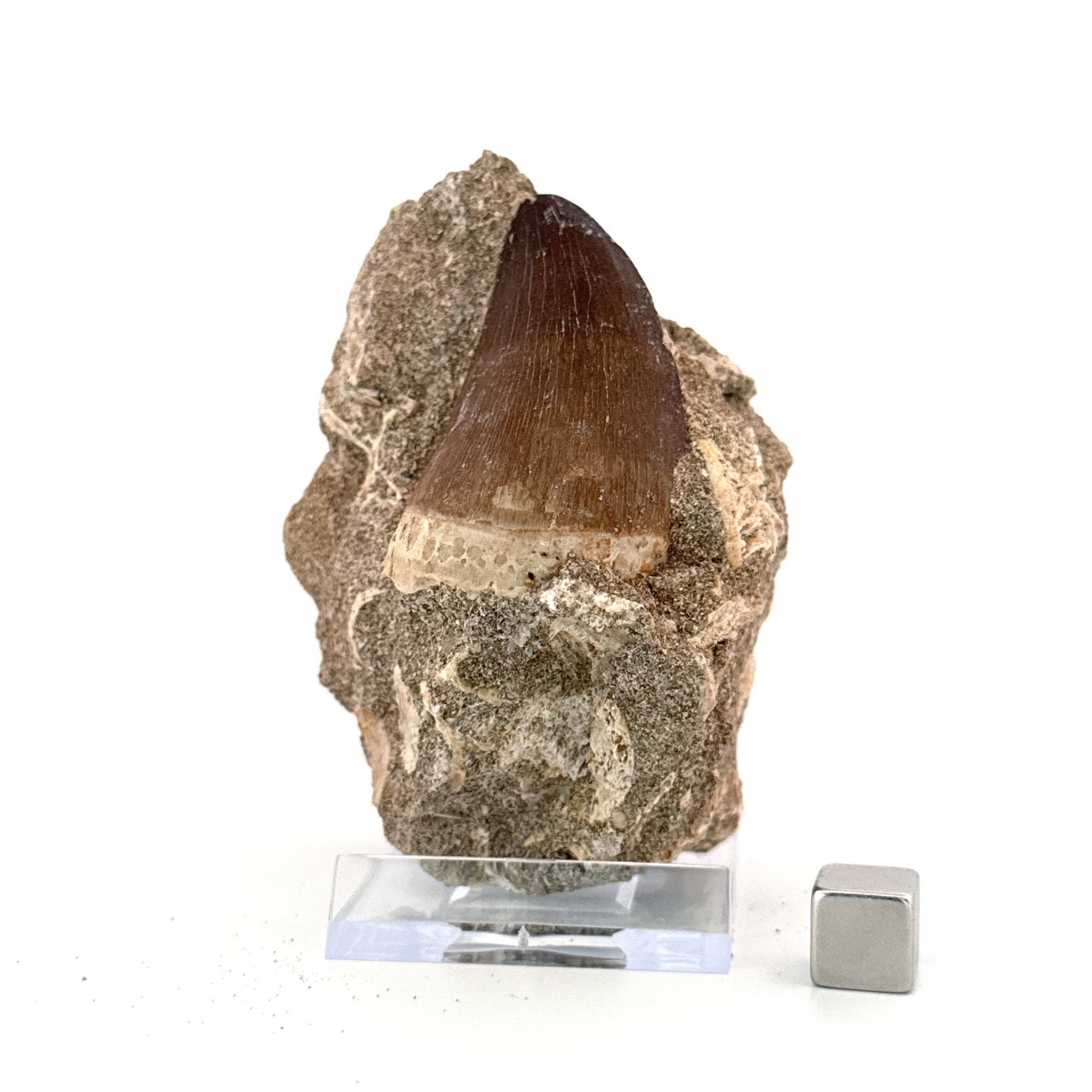 Mosasaur Tooth (1.82") on Matrix from Morocco, Late Cretaceous - FossilsAndMore