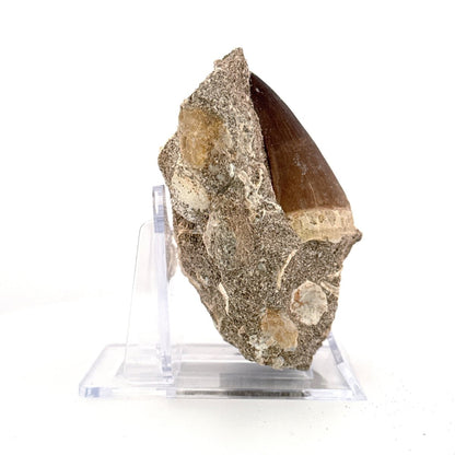 Mosasaur Tooth (1.82") on Matrix from Morocco, Late Cretaceous - FossilsAndMore