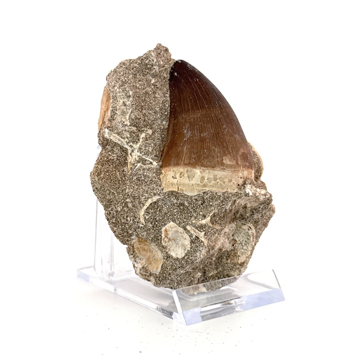 Mosasaur Tooth (1.82") on Matrix from Morocco, Late Cretaceous - FossilsAndMore