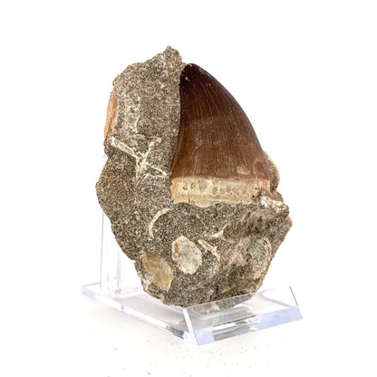 Mosasaur Tooth (1.82") on Matrix from Morocco, Late Cretaceous - FossilsAndMore