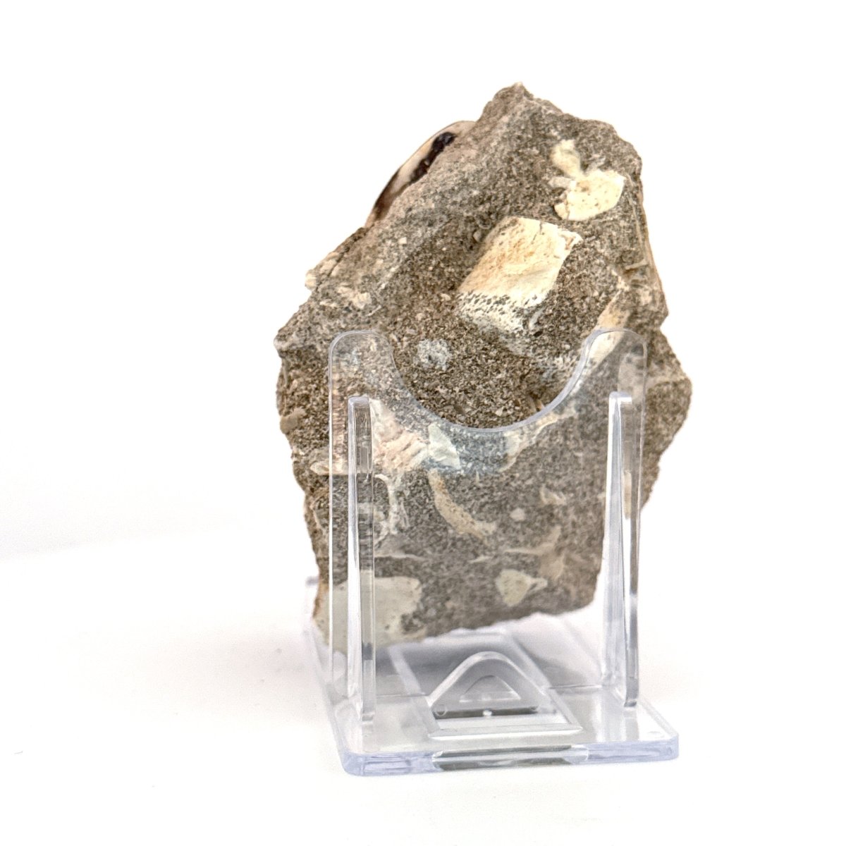 Mosasaur Tooth (1.82") on Matrix from Morocco, Late Cretaceous - FossilsAndMore