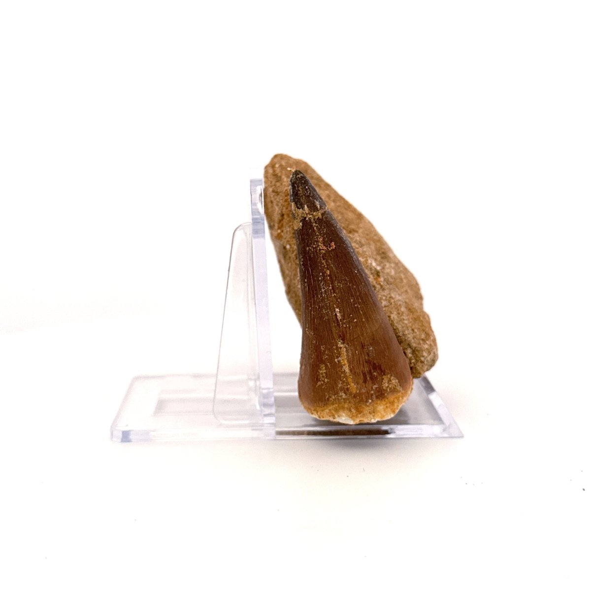 Mosasaur Tooth (1.84") on Matrix from Morocco, Late Cretaceous - FossilsAndMore