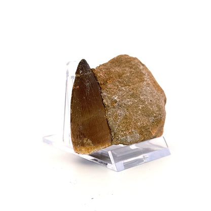 Mosasaur Tooth (1.84") on Matrix from Morocco, Late Cretaceous - FossilsAndMore