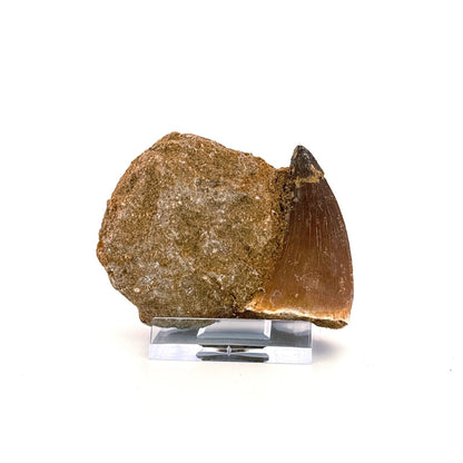 Mosasaur Tooth (1.84") on Matrix from Morocco, Late Cretaceous - FossilsAndMore