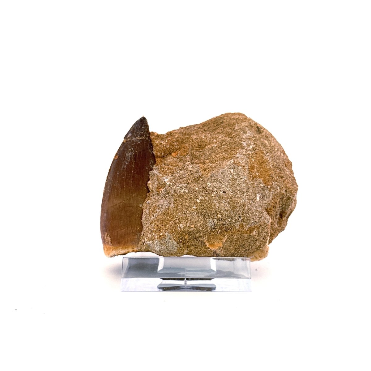 Mosasaur Tooth (1.84") on Matrix from Morocco, Late Cretaceous - FossilsAndMore