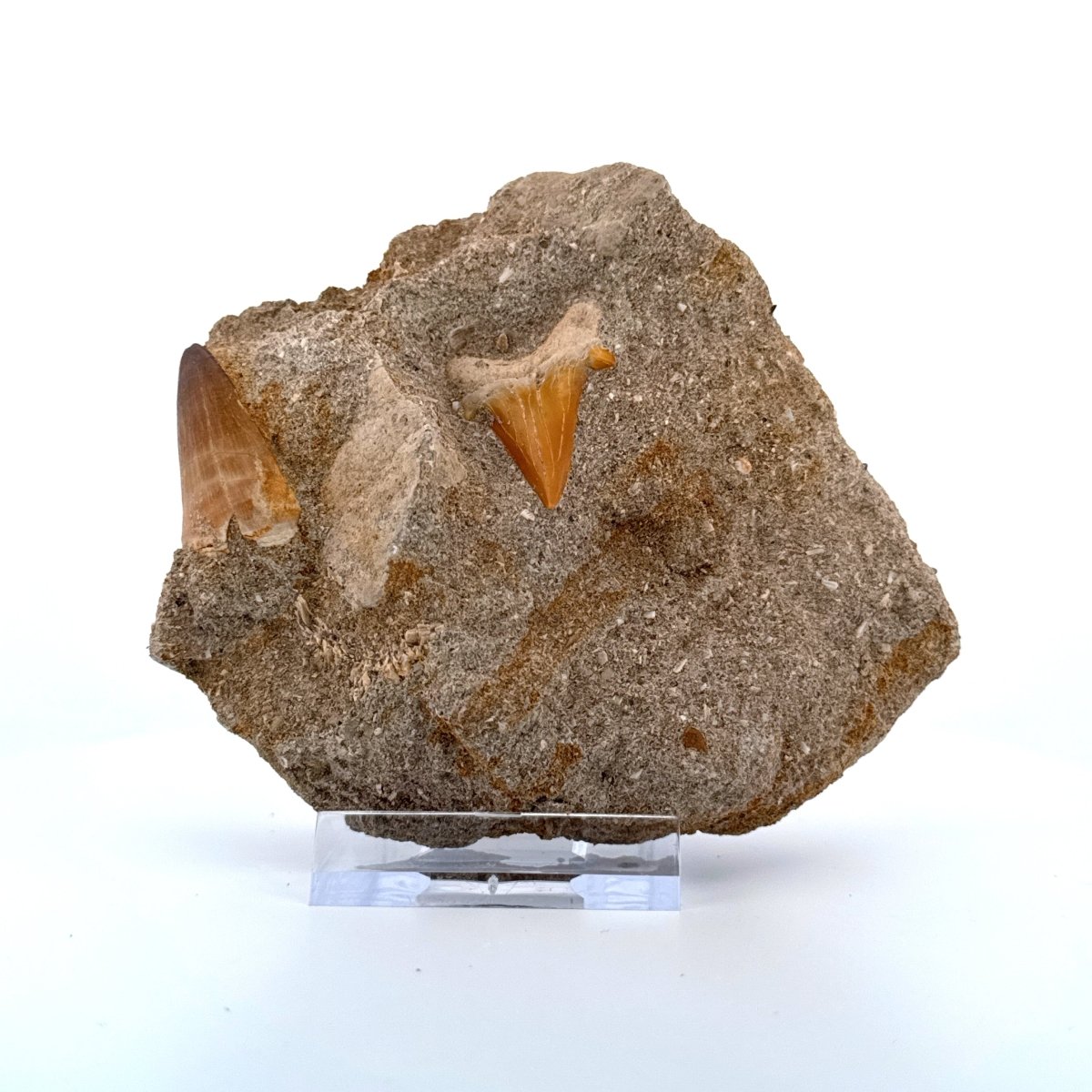 Mosasaur Tooth and Shark tooth on Matrix – Morocco, Late Cretaceous - FossilsAndMore