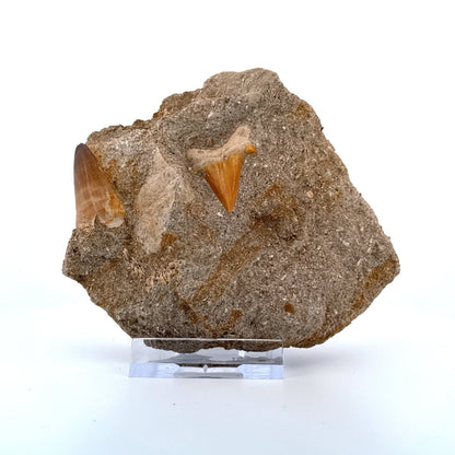 Mosasaur Tooth and Shark tooth on Matrix – Morocco, Late Cretaceous - FossilsAndMore