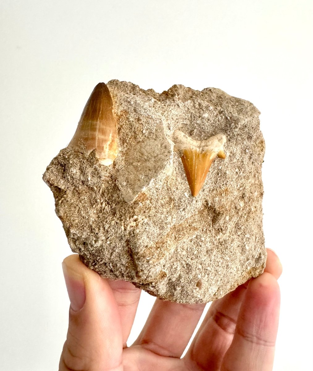 Mosasaur Tooth and Shark tooth on Matrix – Morocco, Late Cretaceous - FossilsAndMore