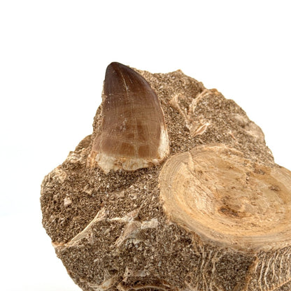 Mosasaur Tooth and Shark Vertebra on Matrix – Morocco, Late Cretaceous - FossilsAndMore