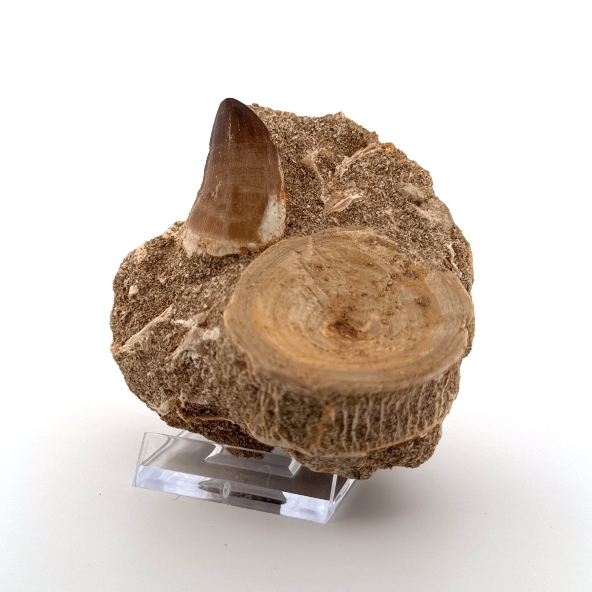 Mosasaur Tooth and Shark Vertebra on Matrix – Morocco, Late Cretaceous - FossilsAndMore