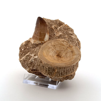 Mosasaur Tooth and Shark Vertebra on Matrix – Morocco, Late Cretaceous - FossilsAndMore
