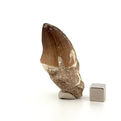 Mosasaur tooth fossil from Late Cretaceous, Morocco (1.29") - FossilsAndMore