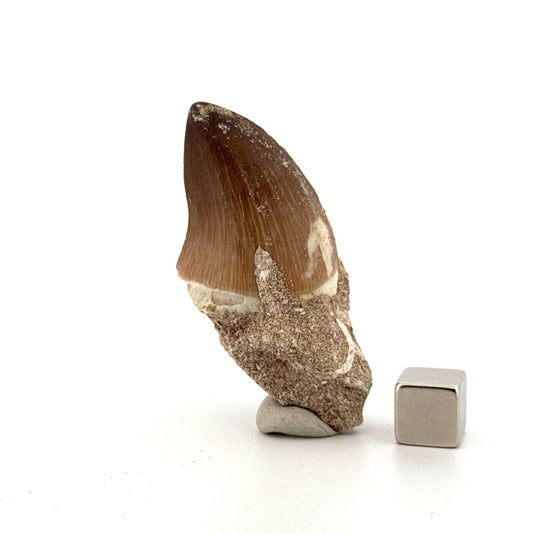 Mosasaur tooth fossil from Late Cretaceous, Morocco (1.29") - FossilsAndMore