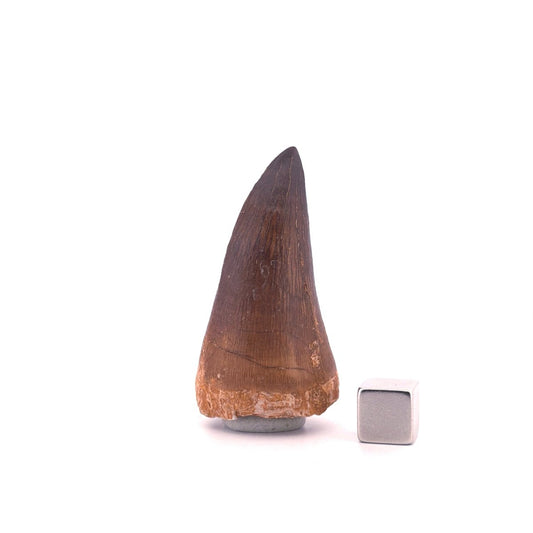 Mosasaur tooth fossil from Late Cretaceous, Morocco (1.93") - FossilsAndMore