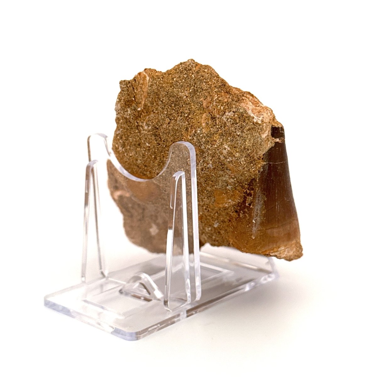 Mosasaurus fossil tooth (1.70") on Matrix - Cretaceous, Morocco - FossilsAndMore