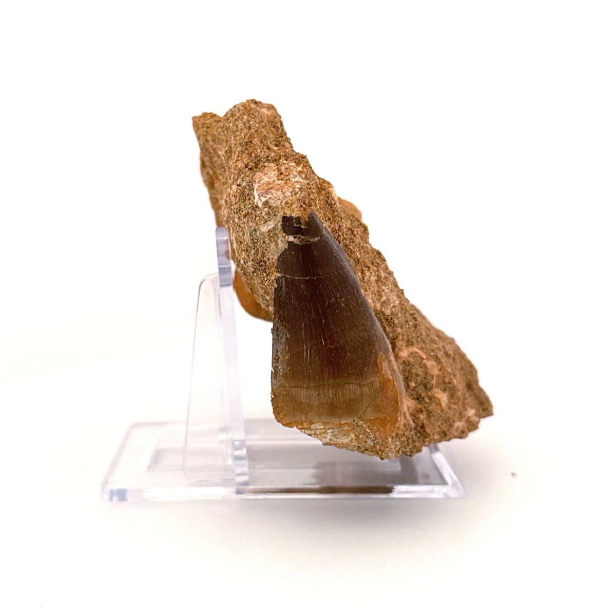 Mosasaurus fossil tooth (1.70") on Matrix - Cretaceous, Morocco - FossilsAndMore