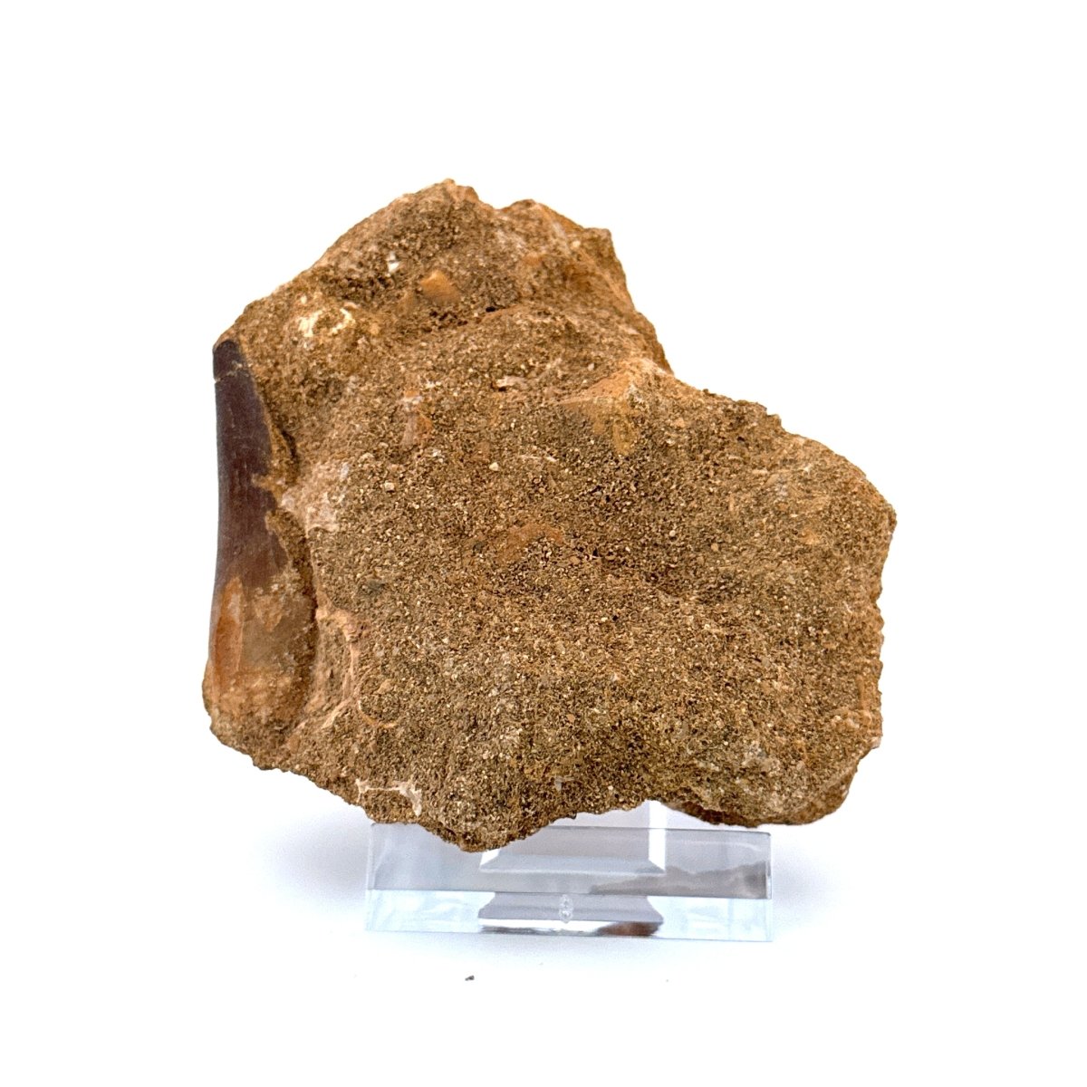 Mosasaurus fossil tooth (1.70") on Matrix - Cretaceous, Morocco - FossilsAndMore