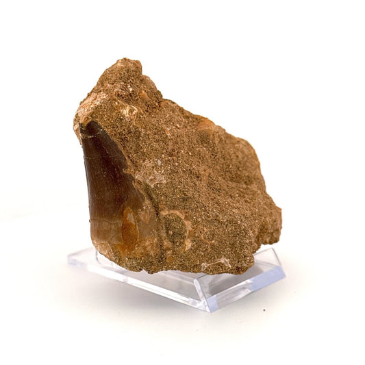 Mosasaurus fossil tooth (1.70") on Matrix - Cretaceous, Morocco - FossilsAndMore