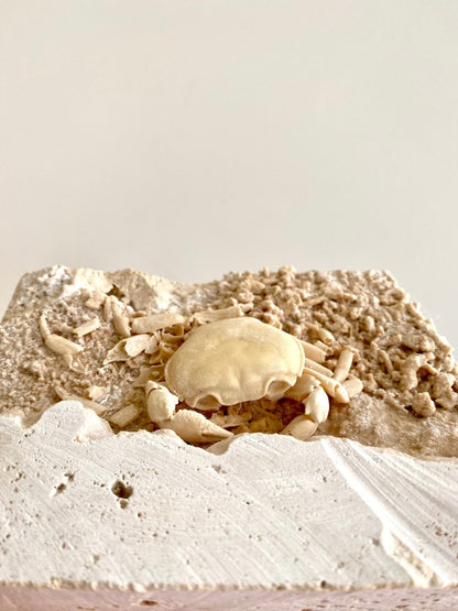 Nice Potamon crab fossil species in travertine - FossilsAndMore