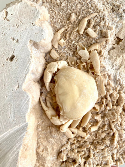 Nice Potamon crab fossil species in travertine - FossilsAndMore