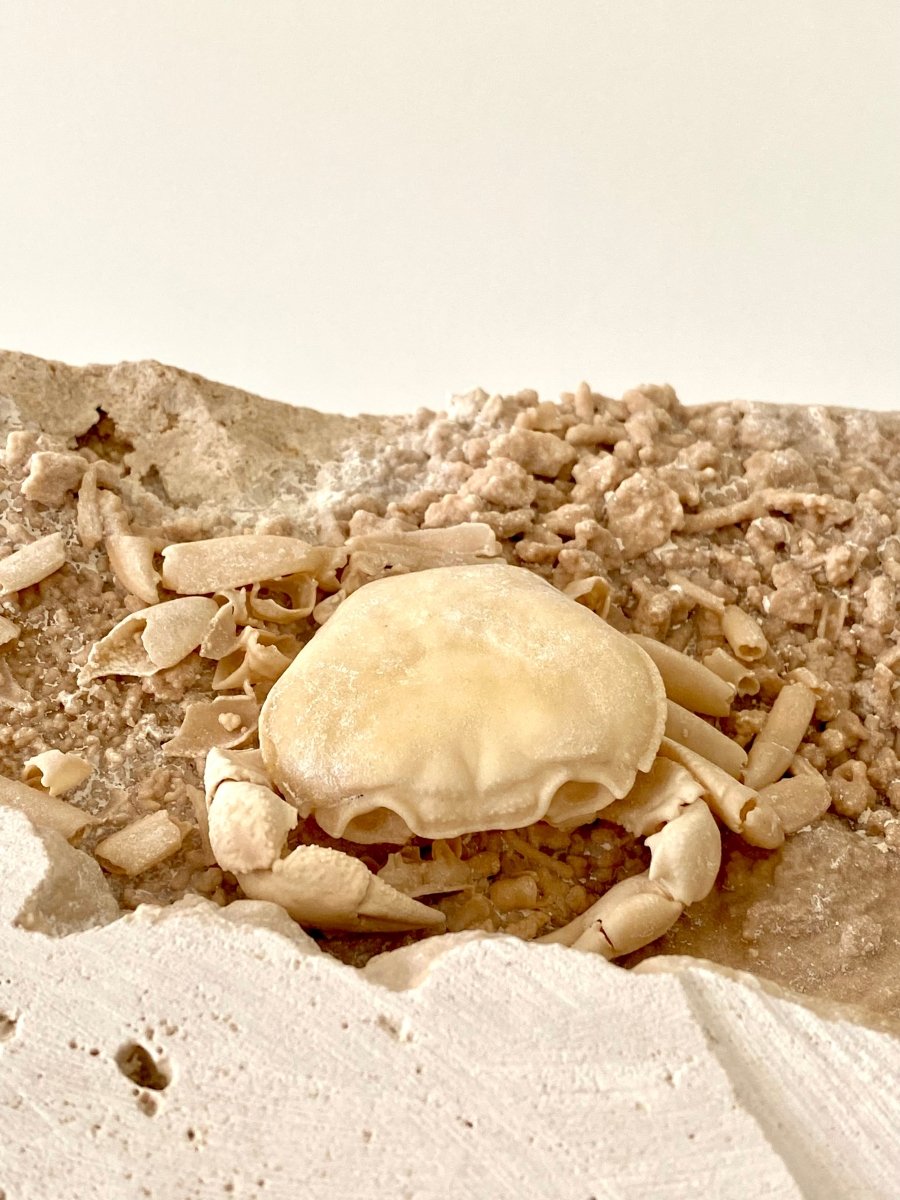 Nice Potamon crab fossil species in travertine - FossilsAndMore