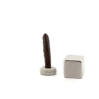 Nigersaurus taqueti Fossil Sauropod Tooth from Cretaceous, Niger (0.78") - FossilsAndMore