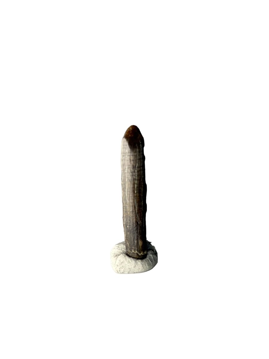 Nigersaurus taqueti Fossil Sauropod Tooth from Cretaceous, Niger (0.78") - FossilsAndMore