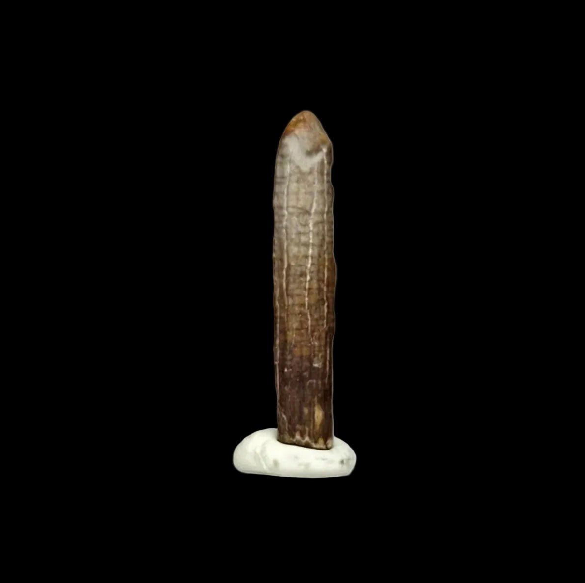 Nigersaurus taqueti Fossil Sauropod Tooth from Cretaceous, Niger (0.78") - FossilsAndMore