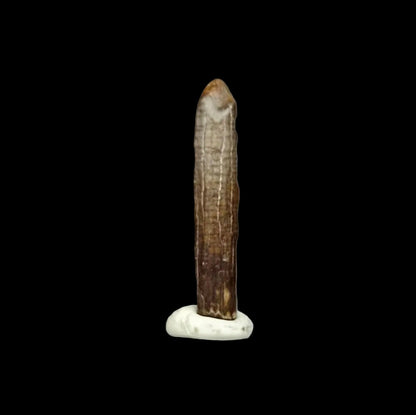 Nigersaurus taqueti Fossil Sauropod Tooth from Cretaceous, Niger (0.78") - FossilsAndMore