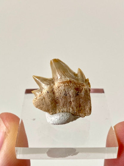 Notidanodon Loozi fossil shark tooth (3) - FossilsAndMore