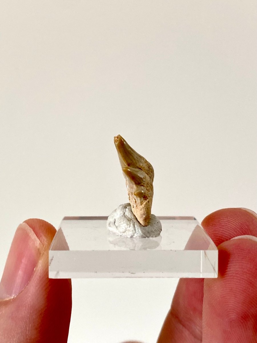 Notidanodon Loozi fossil shark tooth (3) - FossilsAndMore