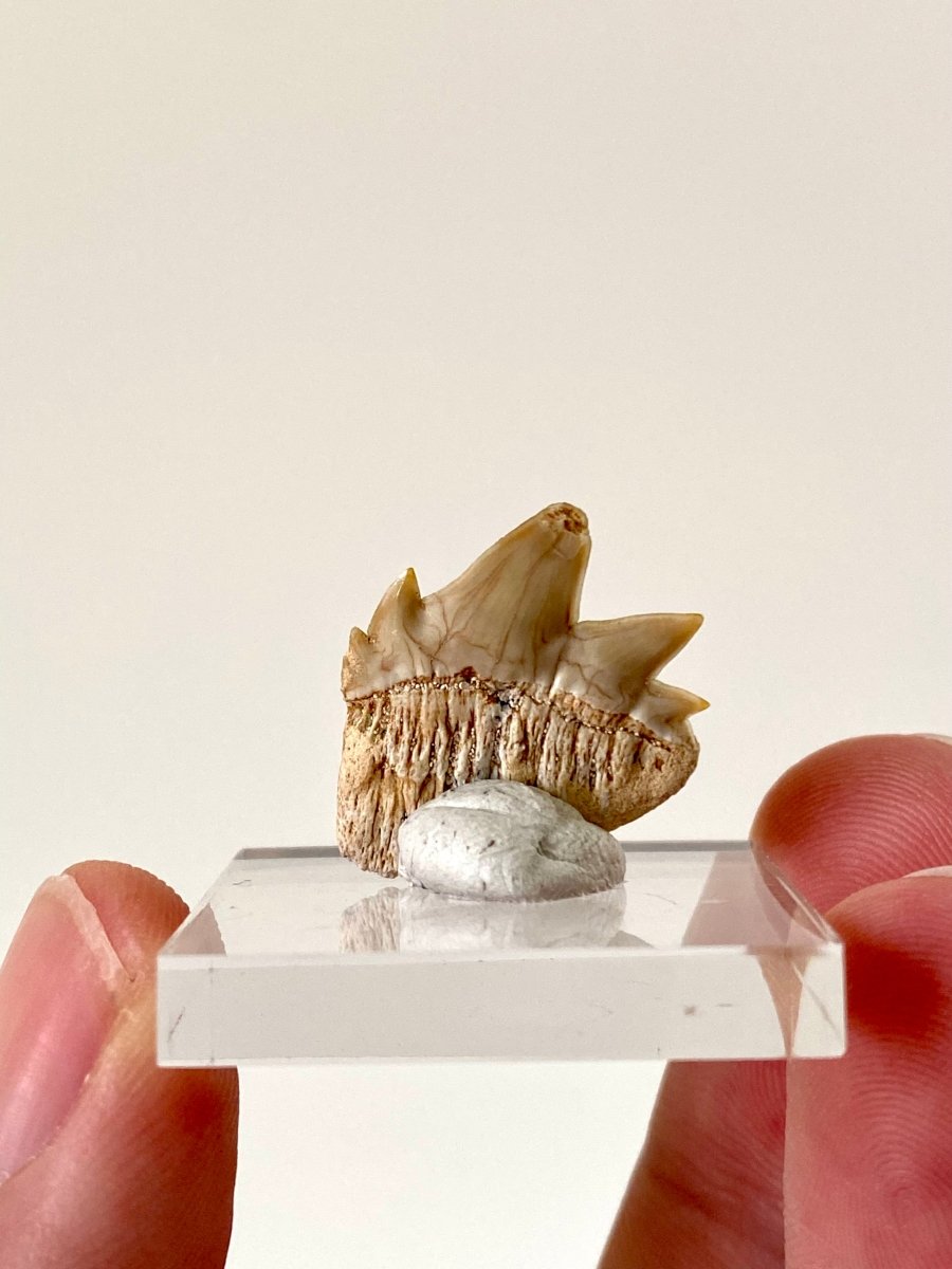 Notidanodon Loozi fossil shark tooth (3) - FossilsAndMore