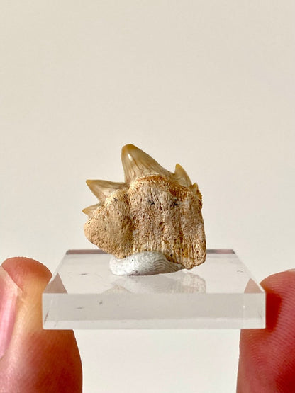 Notidanodon Loozi fossil shark tooth (3) - FossilsAndMore