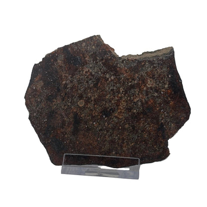 NWA 869 Meteorite Slice from Sahara | 38 Grams - FossilsAndMore