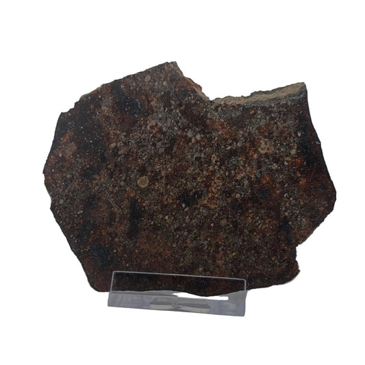NWA 869 Meteorite Slice from Sahara | 38 Grams - FossilsAndMore