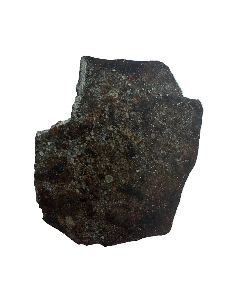 NWA 869 Meteorite Slice from Sahara | 38 Grams - FossilsAndMore