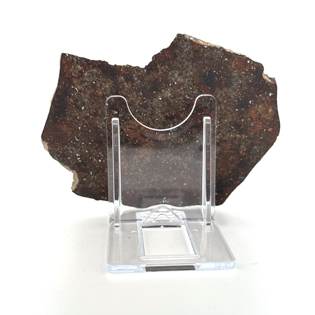 NWA 869 Meteorite Slice from Sahara | 38 Grams - FossilsAndMore