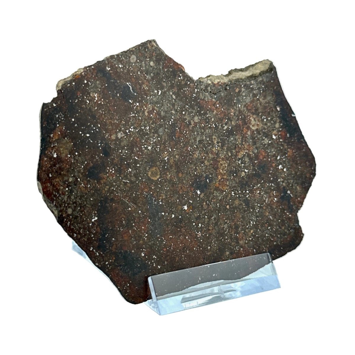 NWA 869 Meteorite Slice from Sahara | 38 Grams - FossilsAndMore
